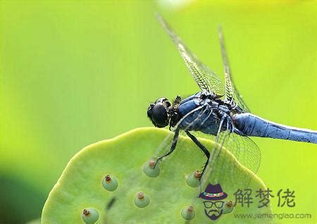 蜻蜓入 屋 風水|【家裡出現蜻蜓代表什麼】家中突現蜻蜓，好兆頭還是警訊？